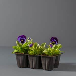 Pansy Seedlings 6-pack