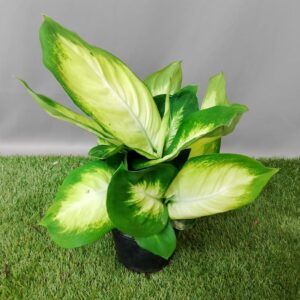 DIFFENBACHIA TROPIC MARIANA 14CM