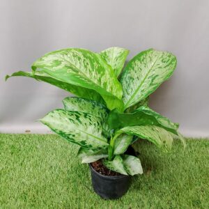 DIEFFENBACHIA MEMORIA CORSII 14CM