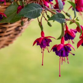 Fantastic Fuchsias