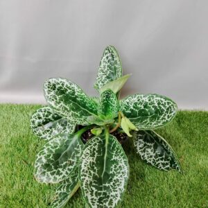 STREPTOCARPUS TURTLE IN KRAFT POT COVER 14CM