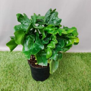 PHILODENDRON ATOM 14CM