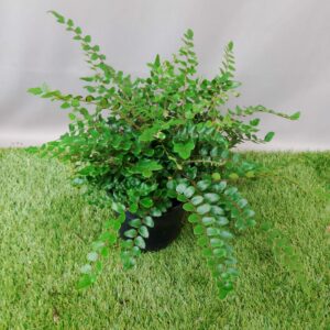 FERN BUTTON 14CM