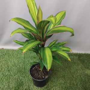 CORDYLINE KIWI 14CM
