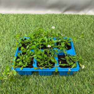 LIPPIA DAISY LAWN SEEDLING 6 PK