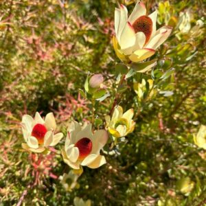 LEUCADENDRON AFRICAN SURPRISE 15CM