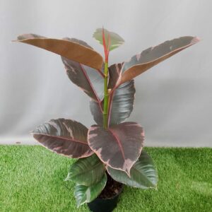 FICUS ELASTICA RUBY 14CM