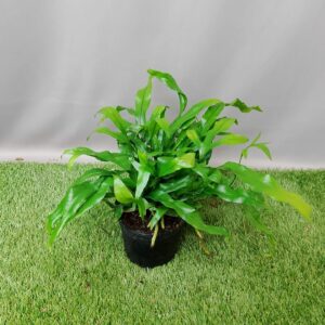 FERN KANGAROO 14CM