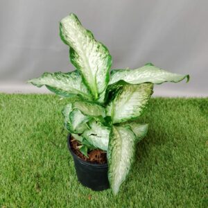 DIFFENBACHIA SEGUINE 14CM