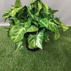 SYNGONIUM ROBUSTA 14CM