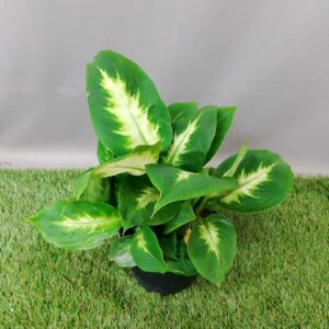 DIEFFENBACHIA CAMILLA 14CM