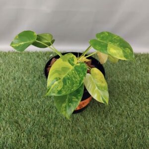 PHILODENDRON BURLE MARX VARIEGATED 15CM