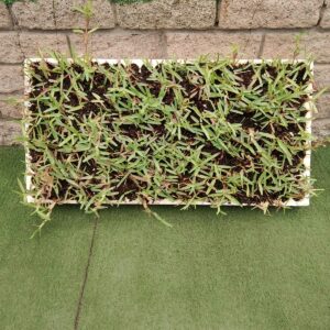 GRASS TRAY BUFFALO 200PK