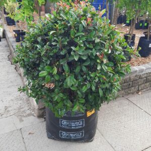 SYZYGIUM PANICULATUM SBALL 60KG