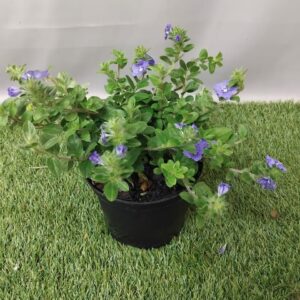 EVOLVULUS BLUE MY MIND 15CM