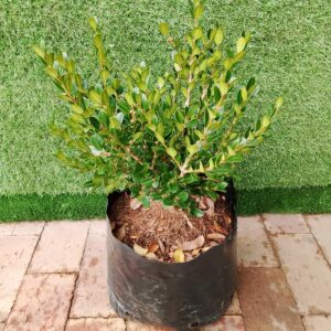 BUXUS FAULKNER 10KG