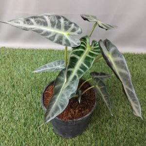 ALOCASIA AMAZONICA BAMBINO 14CM