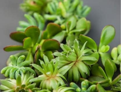 A close-up of assorted cacti and succulents against a grey background.
