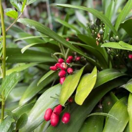 Shade-loving plants that attract wildlife