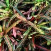 Colourful leaves in shades of green, yellow and red with intricate vein patterns, resembling a work of art.