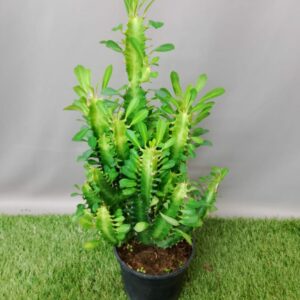 EUPHORBIA TRIGONA 14CM