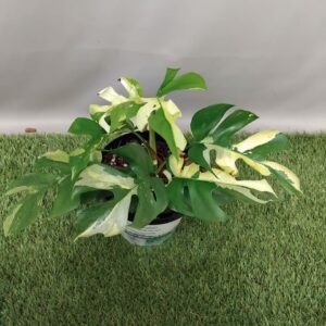 MONSTERA MINMA AUREA 15CM