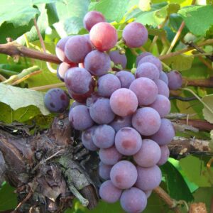GRAPE CATAWBA 20kg
