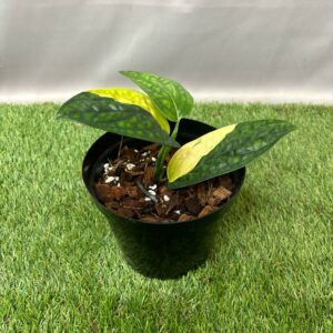 MONSTERA PERU VARIEGATED 15CM