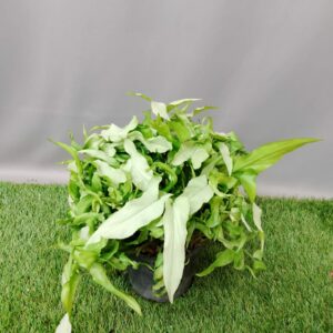 SYNGONIUM PODOPHYLLUM NGUENGI LAIMA 14CM
