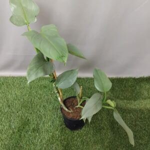 PHILODENDRON HASTATUM 14CM