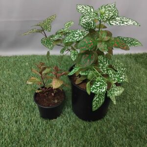 HYPOESTES 9CM OR HYPOESTES 15CM