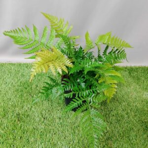 FERN AUTUMN 14CM