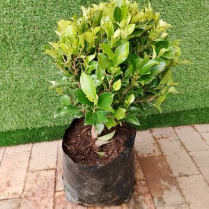 FICUS NITIDA MINI 10KG