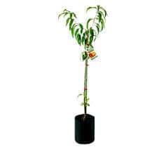 PEACH TRANSVALIA 10KG FRUIT TREE
