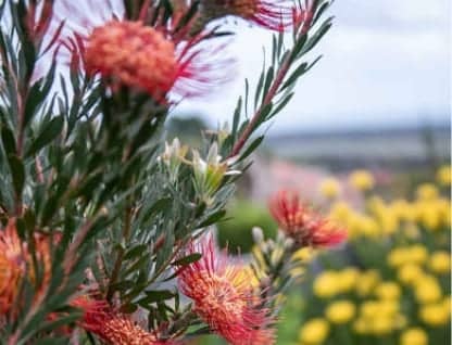 A close-up of a fynbos shrub blooming red flowers against a background of a blurred landscape with yellow flowers.