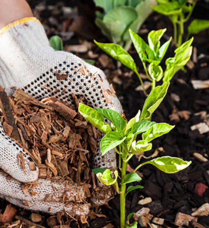 Gloved hands planting a green seedling in dark soil.