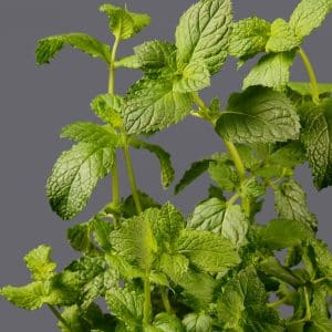 Garden Mint 12cm