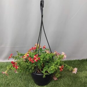 HANGING BOWL PETUNIA PERENNIAL 20CM