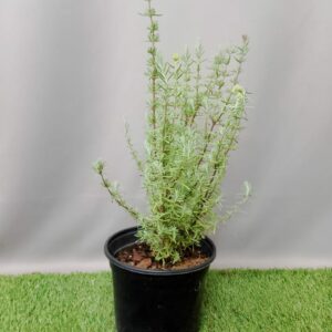 HERB LAVANDULA STOECHAS 19CM
