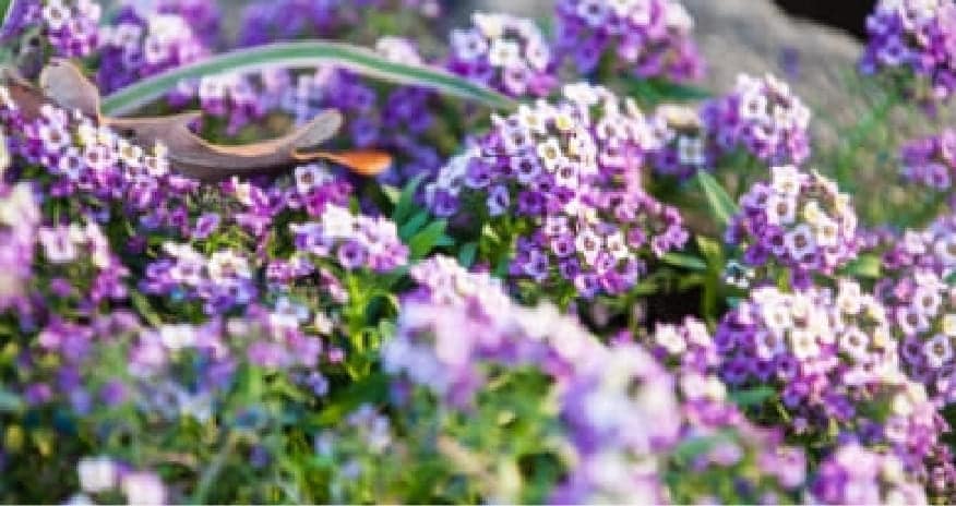 Purple and white flowers interspersed with green foliage.