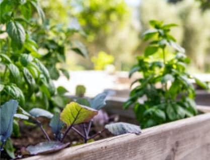 A close-up of a small wooden planter containing various herbsand leavy green plants with a blurry green and white background.