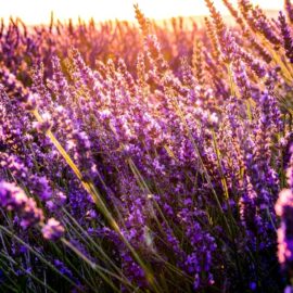 Learn the health benefits of lavender