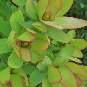 LEUCADENDRON AFRICAN STAR 15CM