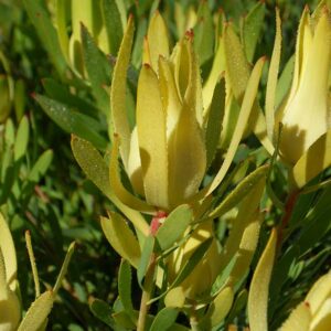 LEUCADENDRON YELLOW DEVIL 15CM