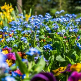 The best cold-hardy flowers for adding colour to winter gardens