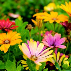 Growing with guano: a natural garden booster