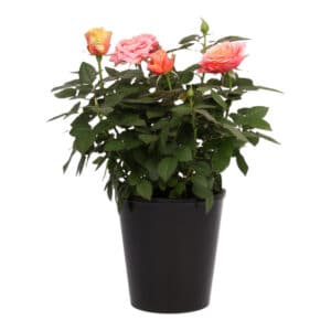 PATIO ROSE 14CM