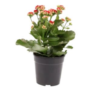 CALANDIVA 12CM