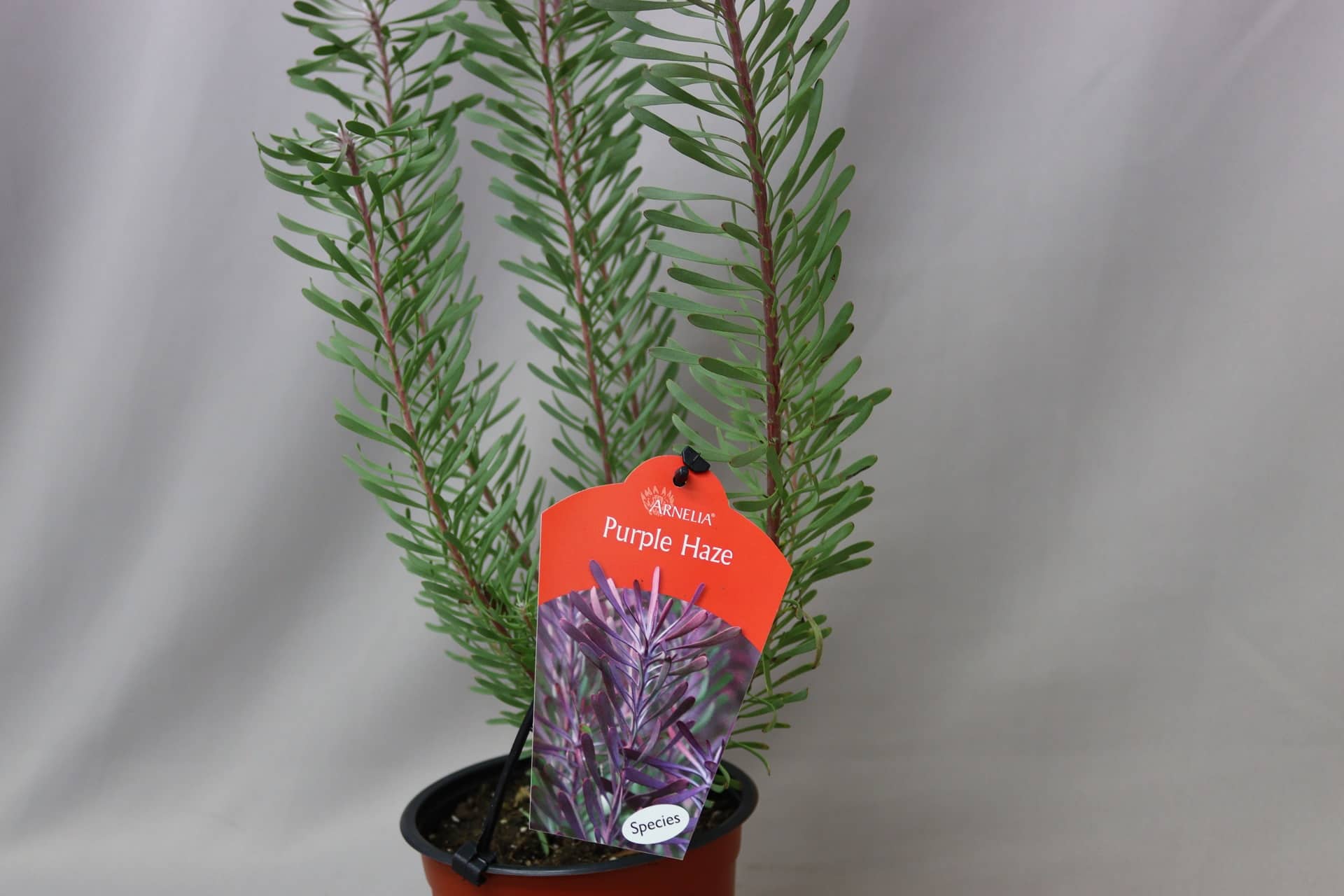 A potted Leucadendron Purple Haze plant. Stems are upright and small leaves bright green.