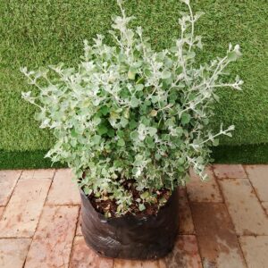 RHAGODIA HASTATA MINIBALL (SALT BUSH) 10KG